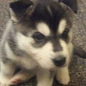 Meet your Posher, Steve